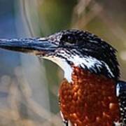 Brown Crested Kingfisher Poster