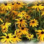 Brown Eyed Susans Poster