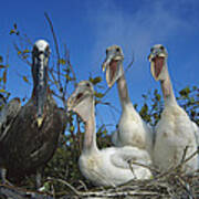 Brown Pelican Chicks Begging Galapagos Poster
