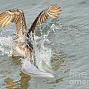 Brown Pelican In Florida Waters Surges Under For Fish Poster