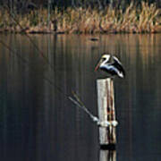 Brown Pelican Perched Poster