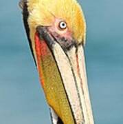 Brown Pelican Portrait Poster