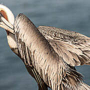 Brown Pelican Preening 1 Poster