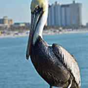 Brown Pelican Poster