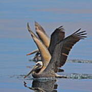 Brown Pelicans Poster