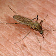 Brown Saltmarsh Mosquito Poster