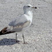 Brown Tailed Gull Poster