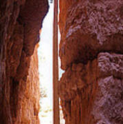 Bryce Canyon From The Bottom Panoramic Poster