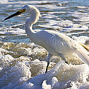 Bubbles Around Snowy Egret Poster