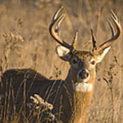 Buck In Field Poster