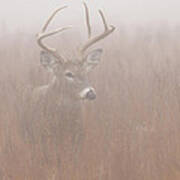 Buck In Fog Poster