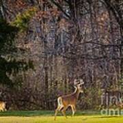 Bucks And Babes Deer Poster