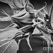 Budding Sunflower In Black And White Poster