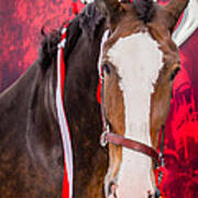 Budweiser Clydesdale Poster