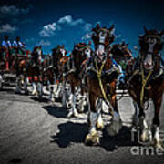 Budweiser Clydesdales Poster