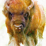 Buffalo Ii Daniel Adams Poster