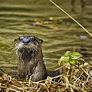 Buffalo National River Otter Poster