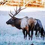 Bull Elk And Cow Poster