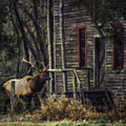 Bull Elk By The Old Boxley Mill Poster