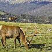 Bull Elk Poster