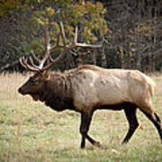 Bull Elk - Great Smoky Mountains Poster