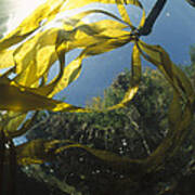 Bull Kelp Nereocystis Luetkeana Poster