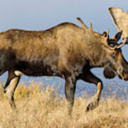 Bull Moose In Denali Poster