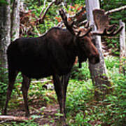 Bull Moose Poster