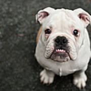 Bulldog Puppy Poster
