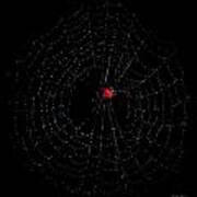Bullseye Red Crab Spider Poster