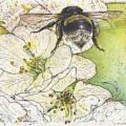 Bumble Bee And Cherry Blossom Poster