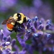 Bumblebee On Lavender Poster