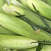 Bunch Of Corn In Husk Poster