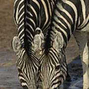 Burchells Zebras Drinking Africa Poster