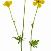 Buttercup Flowers Poster