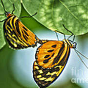 Butterflies Mating Poster