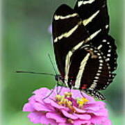 Butterfly And Pink Zinnia V Poster