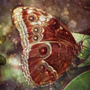 Butterfly In My Garden Poster