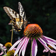 Butterfly In The Garden Poster