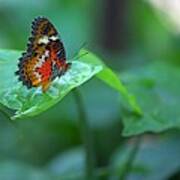 Butterfly On A Leaf Poster