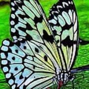 Butterfly On A Lily Pad Poster
