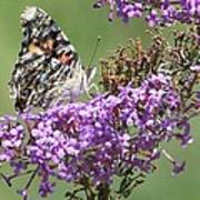 Painted Lady Butterfly Poster