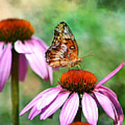Butterfly On Coneflower Poster