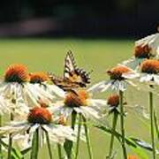 Butterfly On Echinacea Poster