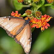 Butterfly On Mexican Flame Poster