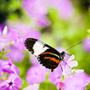 Butterfly On Pink Flowers Poster