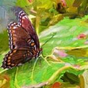 Butterfly - Red-spotted Purple Poster