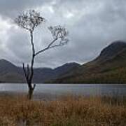 Buttermere Tree Poster