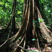 Buttressed Trunk Of Tree In Rain Forest Poster