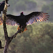 Buzzards' Roost Near Leaky, Texas Poster